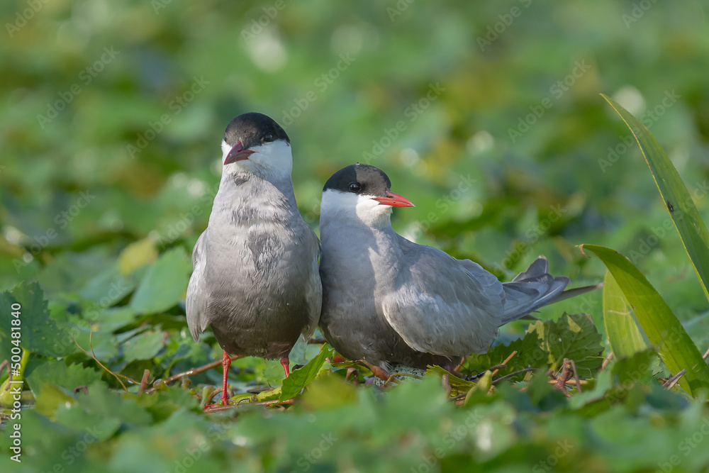 Para rybitw rzecznych łac. Sterna hirundo okazująca sobie czułość na tle zielonej roślinności wodnej. Fotografia z Delta Dunaju Rumunia. Para rybitw rzecznych łac. Sterna hirundo okazująca sobie czułość na tle zielonej roślinności wodnej. Fotografia z Delta Dunaju Rumunia.