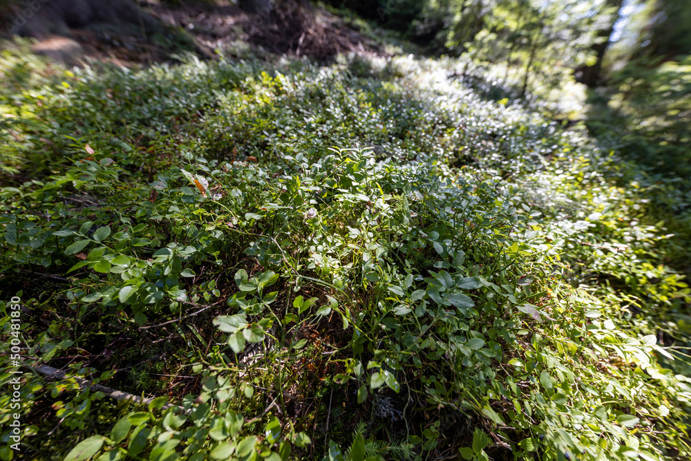 Summer forest in the Ukrainian Carpathians Summer forest in the Ukrainian Carpathians