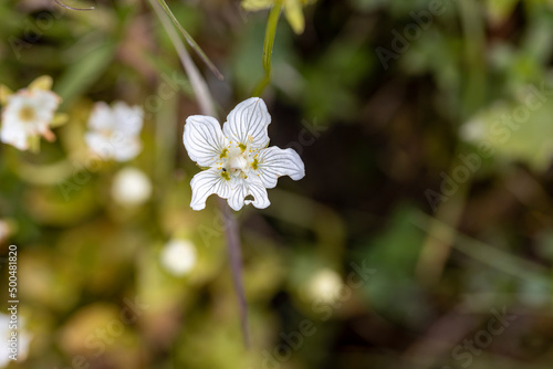 Fototapeta Naklejka Na Ścianę i Meble -  Mountain flowers in the Ukrainian Carpathians. Close-up macro view.