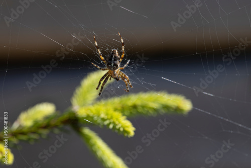 Spider on a pine branch illuminated by sunlight. Close-up macro view.