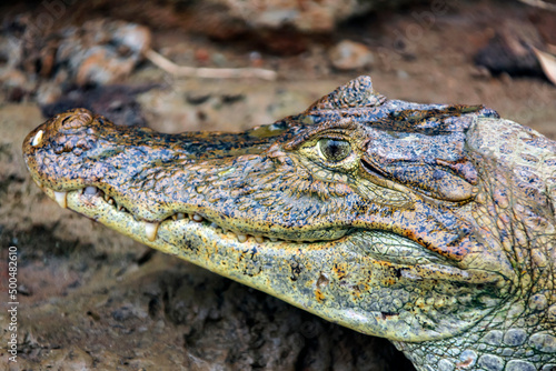 Wild predatory spectacled caiman from the alligator family.