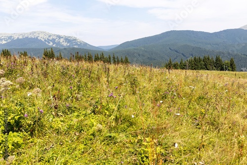 Fototapeta Naklejka Na Ścianę i Meble -  Panorama of mountains in the Ukrainian Carpathians on a summer day.