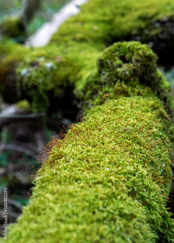 Green moss. Forest vegetation. Nature in spring