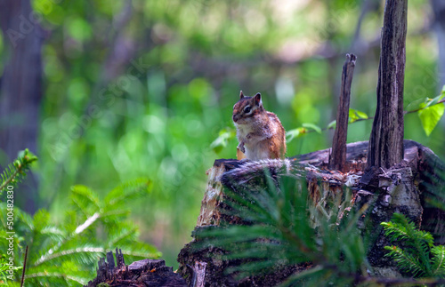 Wild Siberian chipmunk or Eutamias sibiricus is striped animal of the squirrel family of the rodent order.