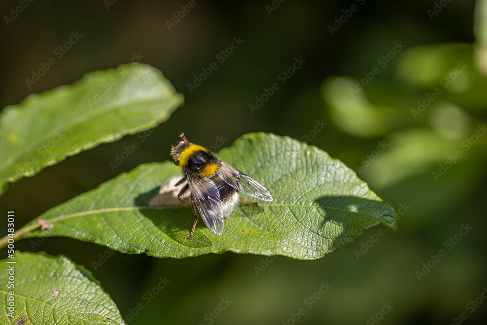A bee on a green leaf lit by sunlight. Close-up macro view. A bee on a green leaf lit by sunlight. Close-up macro view.