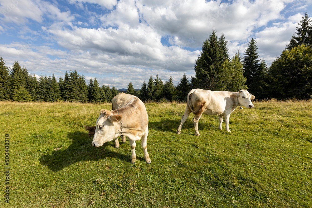 Cows on a green meadow in the Ukrainian Carpathians on a summer day.