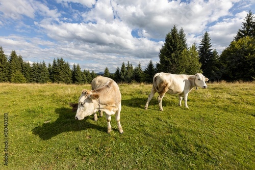 Wallpaper Mural Cows on a green meadow in the Ukrainian Carpathians on a summer day. Torontodigital.ca