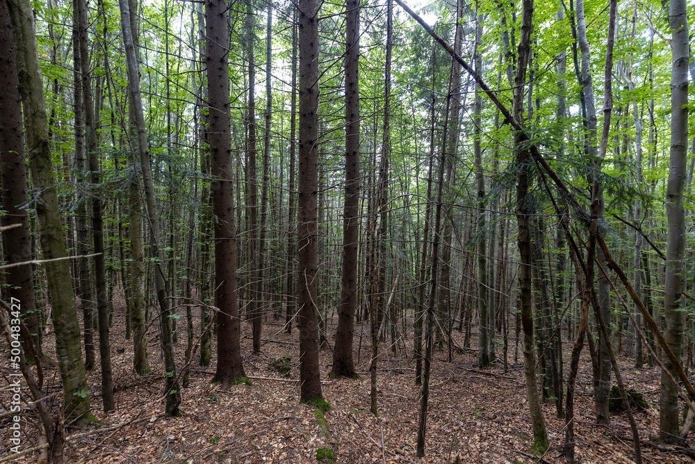 Mountain forest in the Ukrainian Carpathians. Mountain forest in the Ukrainian Carpathians.