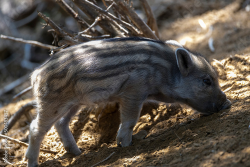 Wild boar. Close up detailed view © Sergey