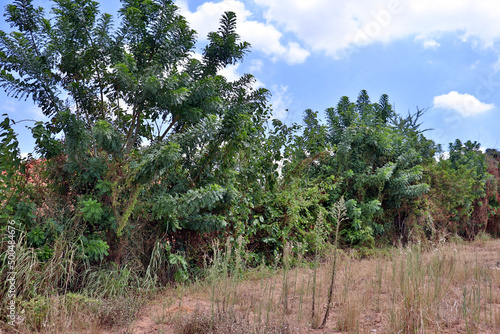 Ciriguela fruit trees  in the city of Arapiraca  Brazil.