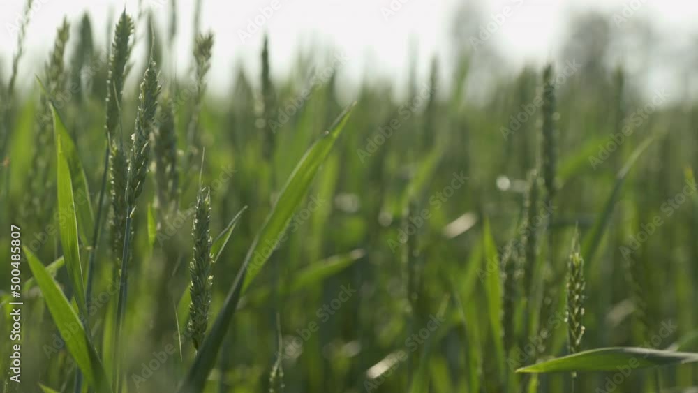 Green winter wheat in farmers field blowing in the wind. Green winter wheat in farmers field blowing in the wind.