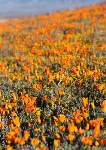 California poppies in bloom during spring