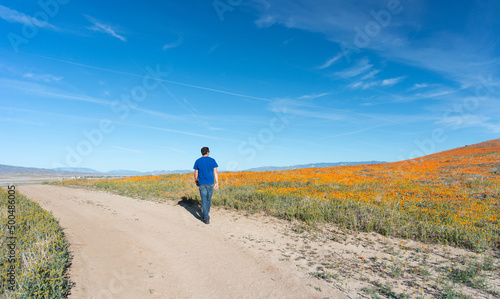 Lone man hiking through the California poppy fields