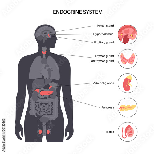 Human endocrine system photo