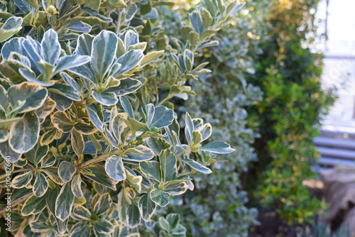 Wallpaper Mural Background from green leaves. Natural background. Torontodigital.ca