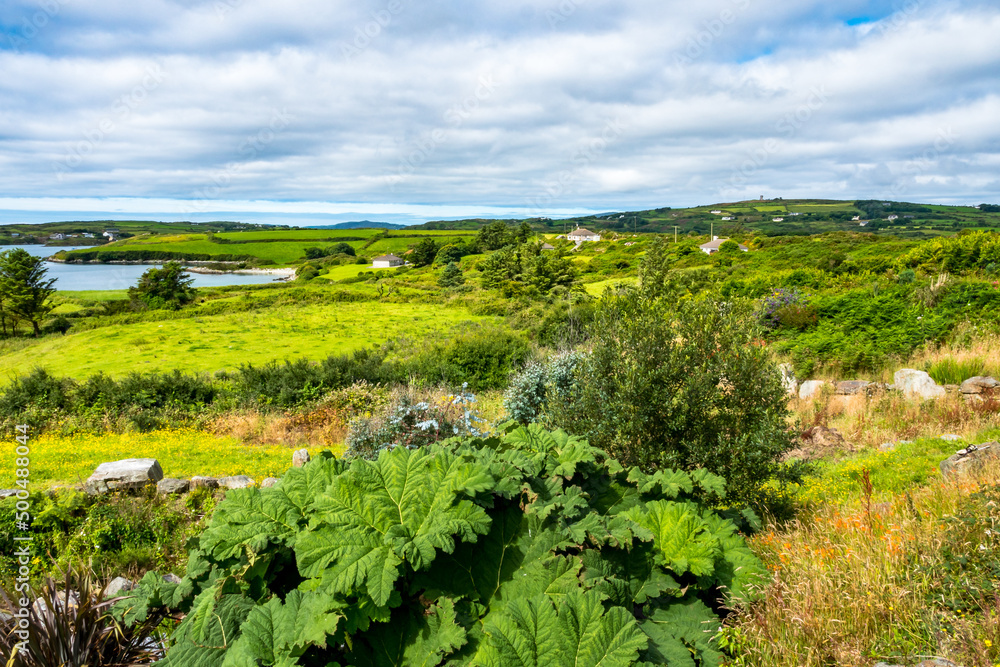Naklejka premium Bucht in Grüner Landschaft in irland