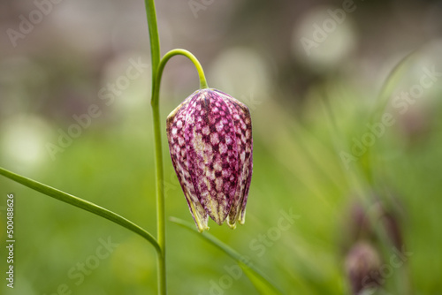 blossom of a checkered flower on a meadow in spring