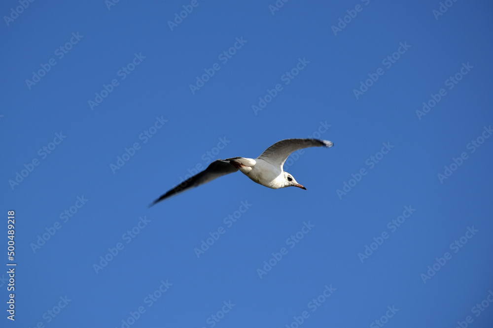 Sea gull flies against the background of a bright blue sky. Back view