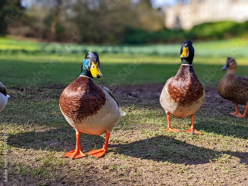 Two ducks standing side by side in a field on a sunny day 