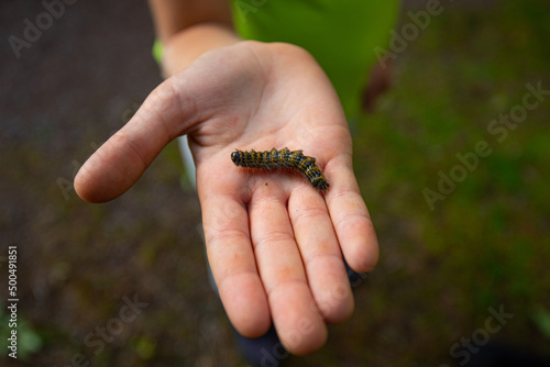 Hand holding a caterpillar larvae of a butterfly.