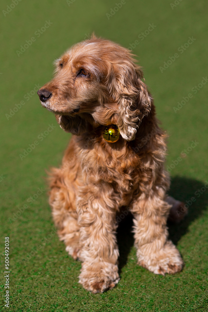 english cocker spaniel dog