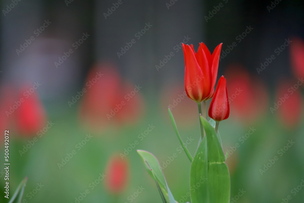 czerwony wiosenny tulipan na tle innych tulipanów - obrazy, fototapety, plakaty 