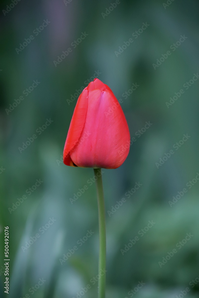 czerwony, wiosenny, pojedynczy tulipan na tle zieleni - obrazy, fototapety, plakaty 