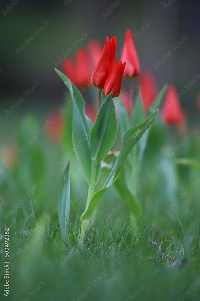 czerwony wiosenny tulipan na tle innych tulipanów  - obrazy, fototapety, plakaty 