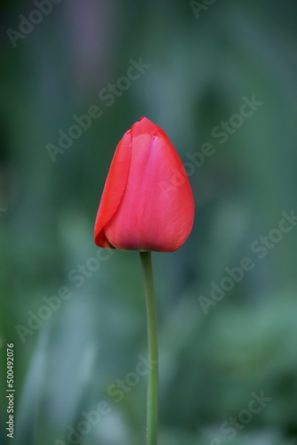 czerwony, wiosenny, pojedynczy tulipan na tle zieleni