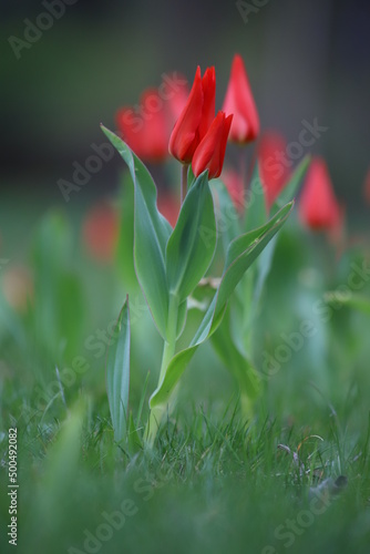 czerwony wiosenny tulipan na tle innych tulipanów 