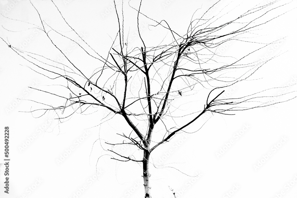Fototapeta premium silhouette of tree