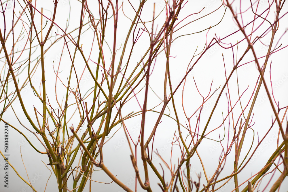 branches of a tree in winter branches of a tree in winter