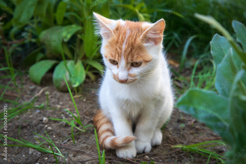 The kitten is sitting in the garden.