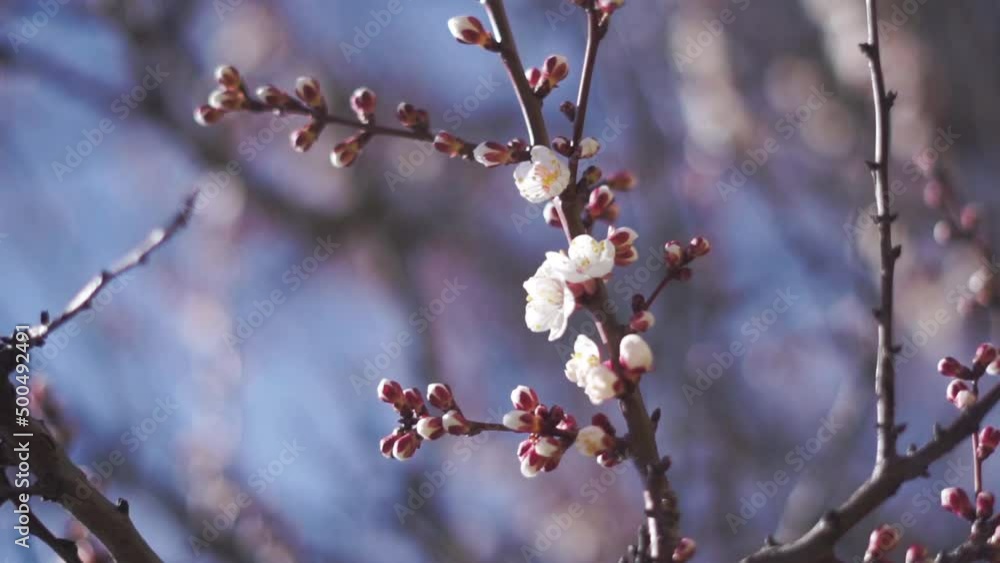 Branches with first apricot blossoms in spring with clear blue sky on background Branches with first apricot blossoms in spring with clear blue sky on background
