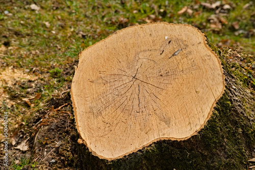 Pieniek ( karpa ) po świeżo ściętym drzewie , z widocznym rysunkiem słojów .
