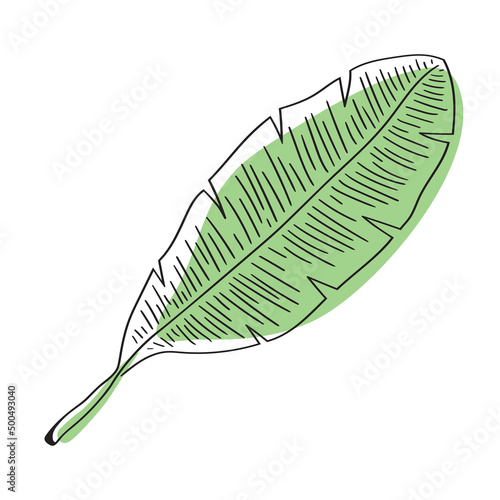 Stylized banana leaf. Tropical illustration. Exotic plant. minimalist banana leaf illustration. Vector banana. Botanical art. Vector illustration. Modern summer art. Line art.  Hand drawn floral art.
