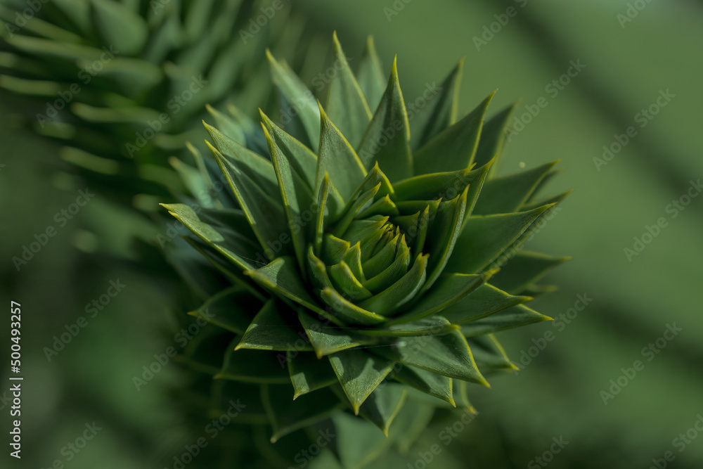 Fototapeta premium Araucaria also known as monkey puzzle