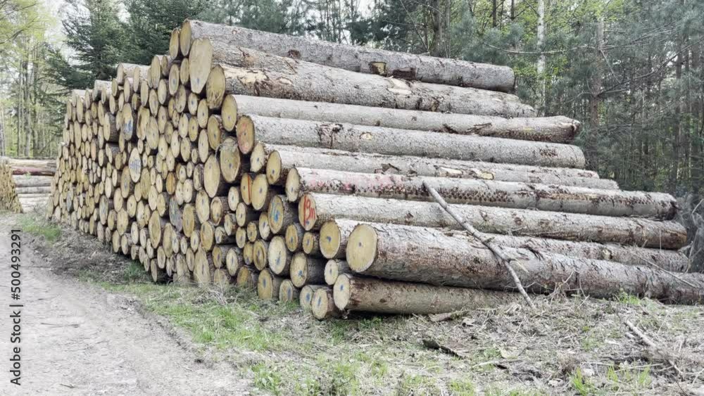 Tracking upwards on a large pile of logs in the forest, in winter Tracking upwards on a large pile of logs in the forest, in winter