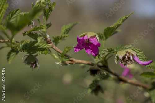  flowers adorn the branches of a tree in early spring