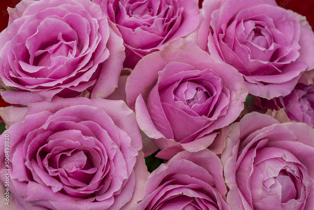 Greeting card with beautiful fresh roses and copy space. Greeting card with beautiful fresh roses and copy space.