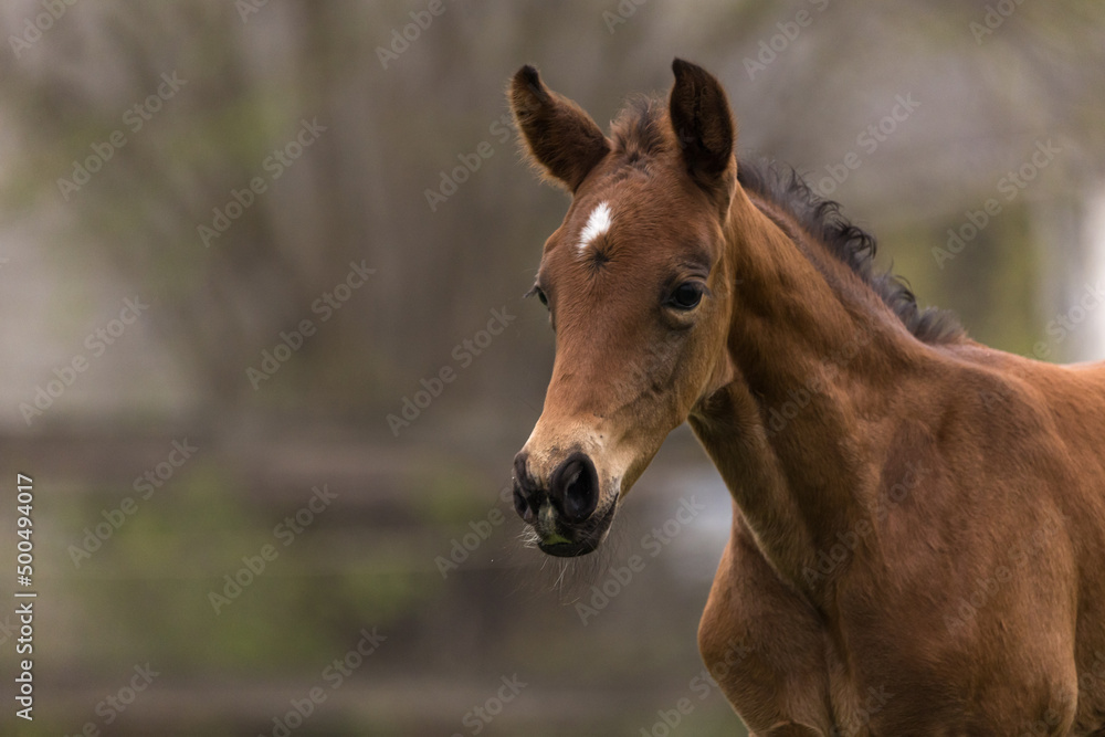 Fohlenportrait