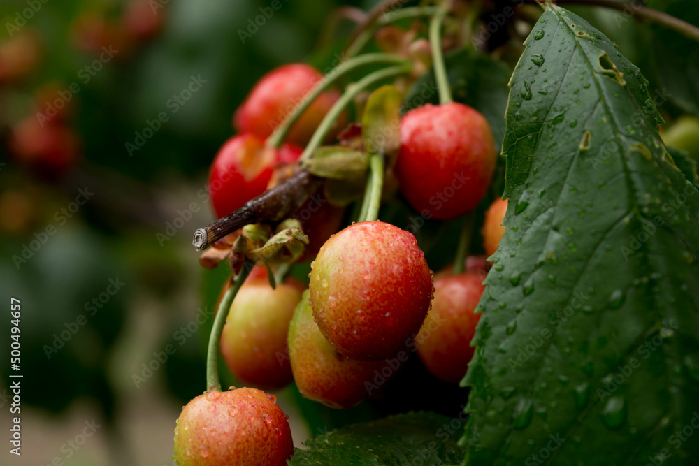 Obraz premium Ripe cherries