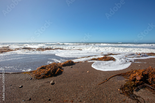 Kelp and seaweed washed ashore on Moonstone Beach in Cambria on the central coast of California Unted States photo