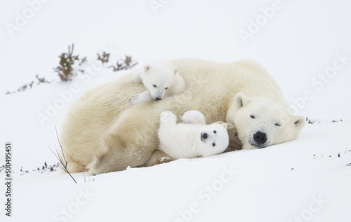 Vászonkép polar bear in the snow