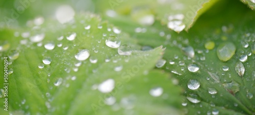 Photo Fresh green leaves, crystal clear dew drops, extreme close-up