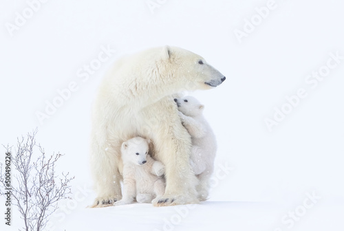 Obraz na plátně Polar bear mother and cubs