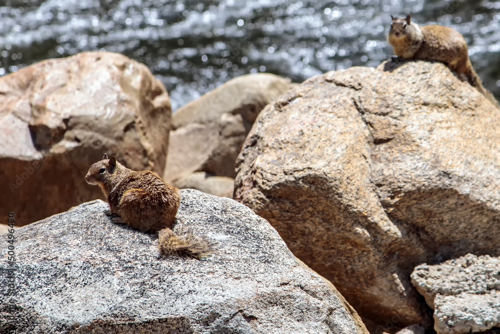 Kern River Squirrels Kern River Squirrels