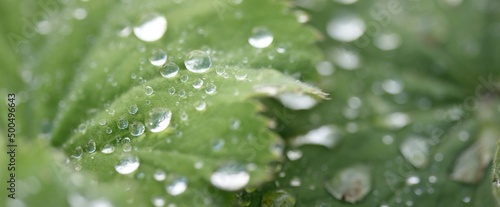 Fotografiet Fresh green leaves, crystal clear dew drops, extreme close-up