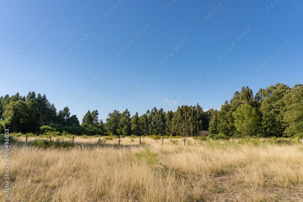 landscape with trees