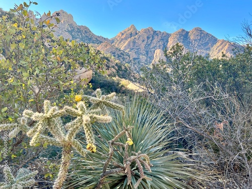 Cochise Stronghold Arizona Mountain Landscape Desert Cactus Cholla Yucca